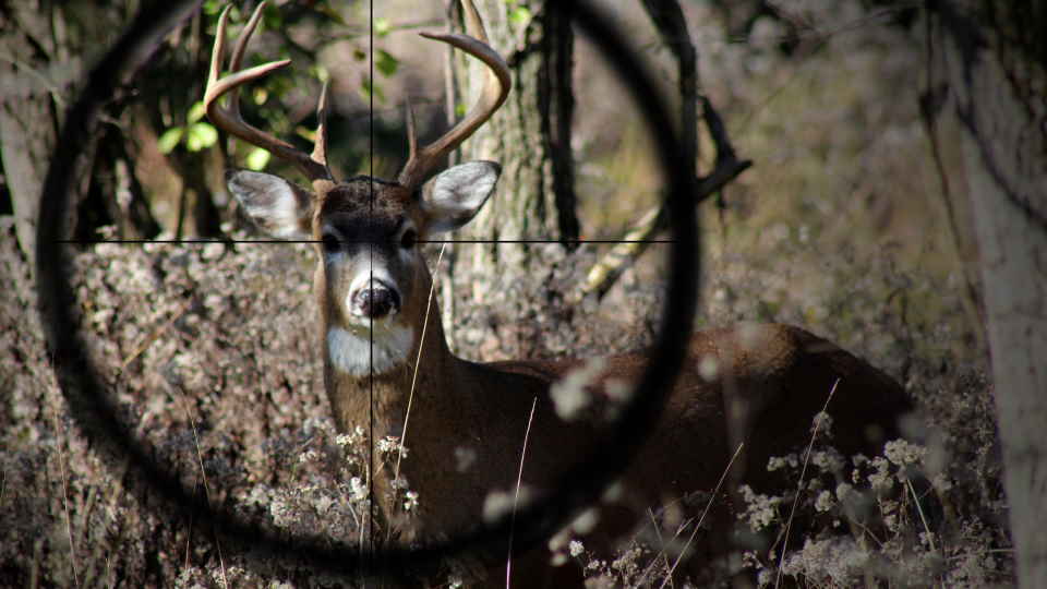 How Much Wind Is Too Much for Deer Hunting?