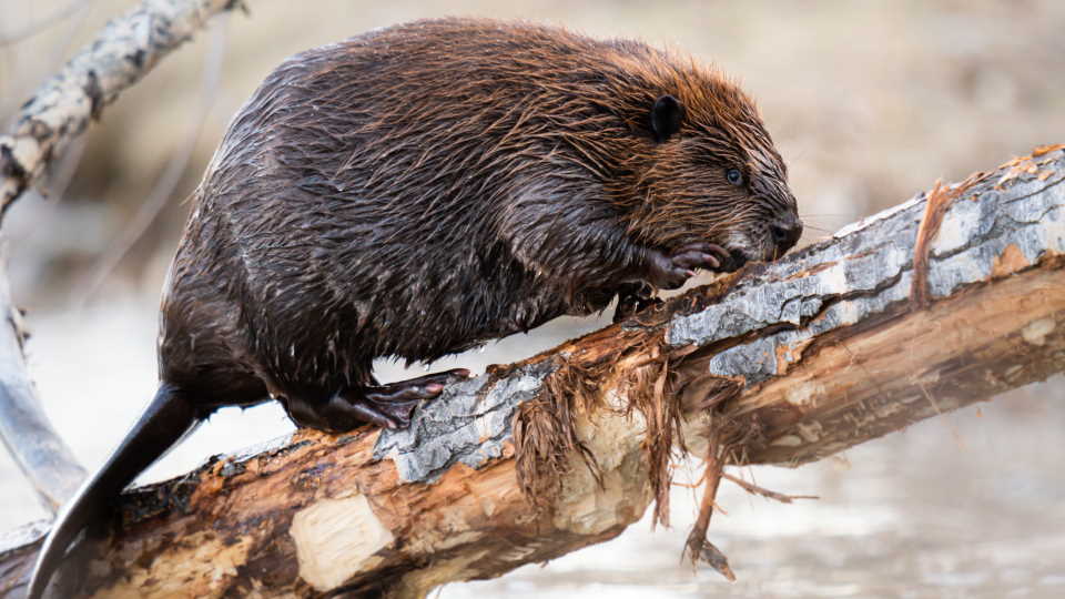 How to Hunt a Beaver